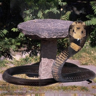 Kobra (Brilllenschlange)