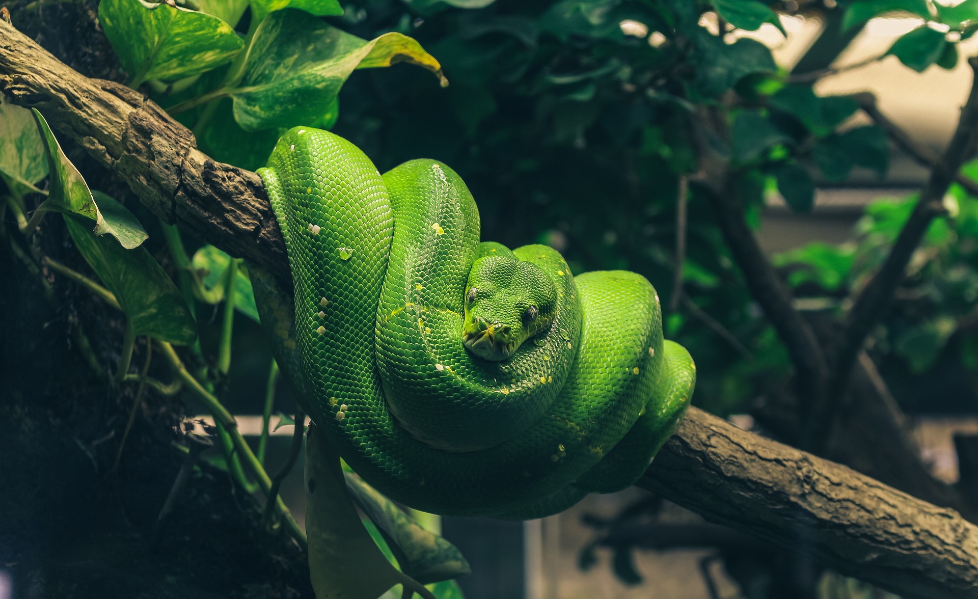 Pythonschlangen