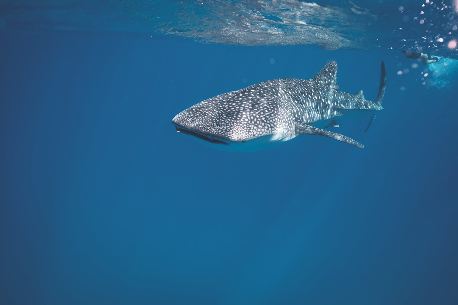 Was ist ein Walhai Tier Steckbrief