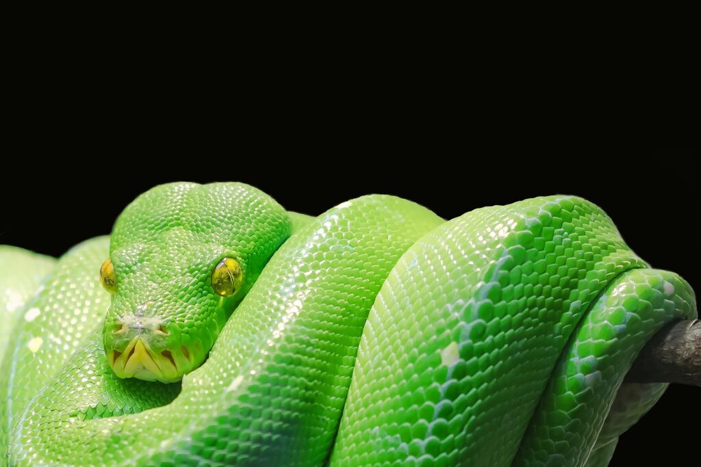 Pythonschlangen 